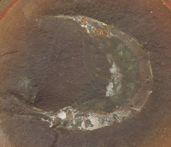 Fossil Shrimp (Kallidecthes) Nodule (Pos/Neg) - Mazon Creek #113182